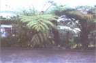 foug�res arborescentes