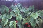 les anthuriums