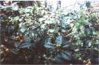 arbre � jujus