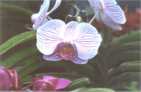 orchid�es